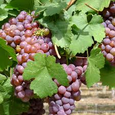 Vigneti vicino alle scuole e agli ospedali