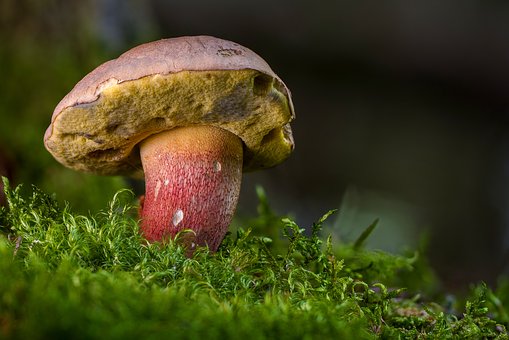 Campagna Informativa Commercializzazione funghi freschi spontanei e porcini secchi sfusi